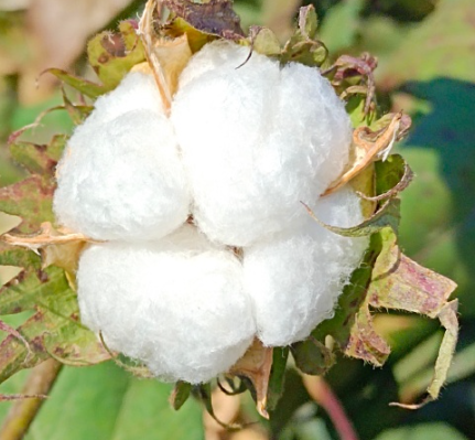 棉花需要放到冷庫(kù)存儲(chǔ)嗎?_上海開冉制冷