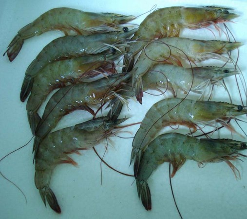 水產品保鮮冷庫，海鮮冷凍庫