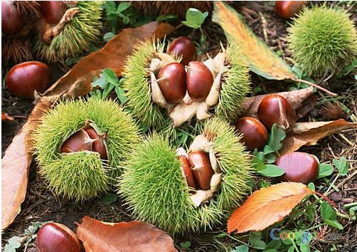 板栗冷庫(kù)儲(chǔ)存,羅田板栗保鮮庫(kù)安裝