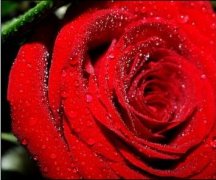 果蔬、鮮花氣調(diào)冷庫(kù)設(shè)計(jì)保鮮效果更好