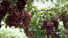 投資個(gè)小型氣調(diào)庫多少錢（優(yōu)勢）