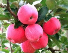 10*24*4的蘋果冷庫(kù)多少錢——保溫板