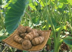 建一個(gè)芋頭保鮮冷庫(kù)設(shè)計(jì)注意事項(xiàng)