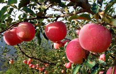 蘋果氣調(diào)庫(kù)設(shè)計(jì)及蘋果保鮮庫(kù)安裝建設(shè)行情