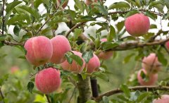 低溫蘋果氣調(diào)冷藏庫(kù)設(shè)計(jì)的保鮮原理