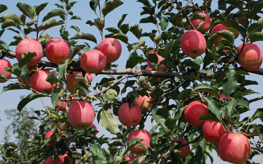 開(kāi)冉為客戶(hù)建設(shè)500噸蘋(píng)果冷藏庫(kù)案例現(xiàn)場(chǎng)