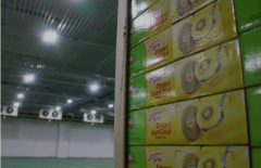 一般大型（蘋果、獼猴桃、火龍果）水果冷庫(kù)造價(jià)多少錢一立方？