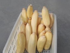 100噸的蓮藕怎么保鮮，蓮藕保鮮庫設(shè)計及造價