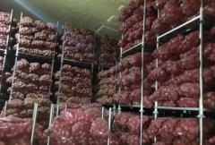 洋蔥冷藏庫安裝設(shè)計及造價，洋蔥保鮮期